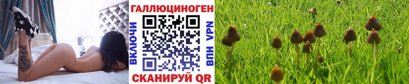 купить   omg вход  Галлюциногенные грибы Cubensis  Кедровый 